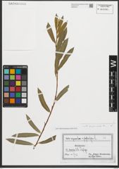 Foto von Salix purpurea L.